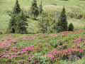 Rotwand-Alpenrosen
